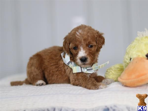 cumberlandkennels Picture 3